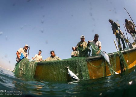 نمایندگی وزارت خارجه پیگیر سرنوشت دریانوردان هرمزگانی