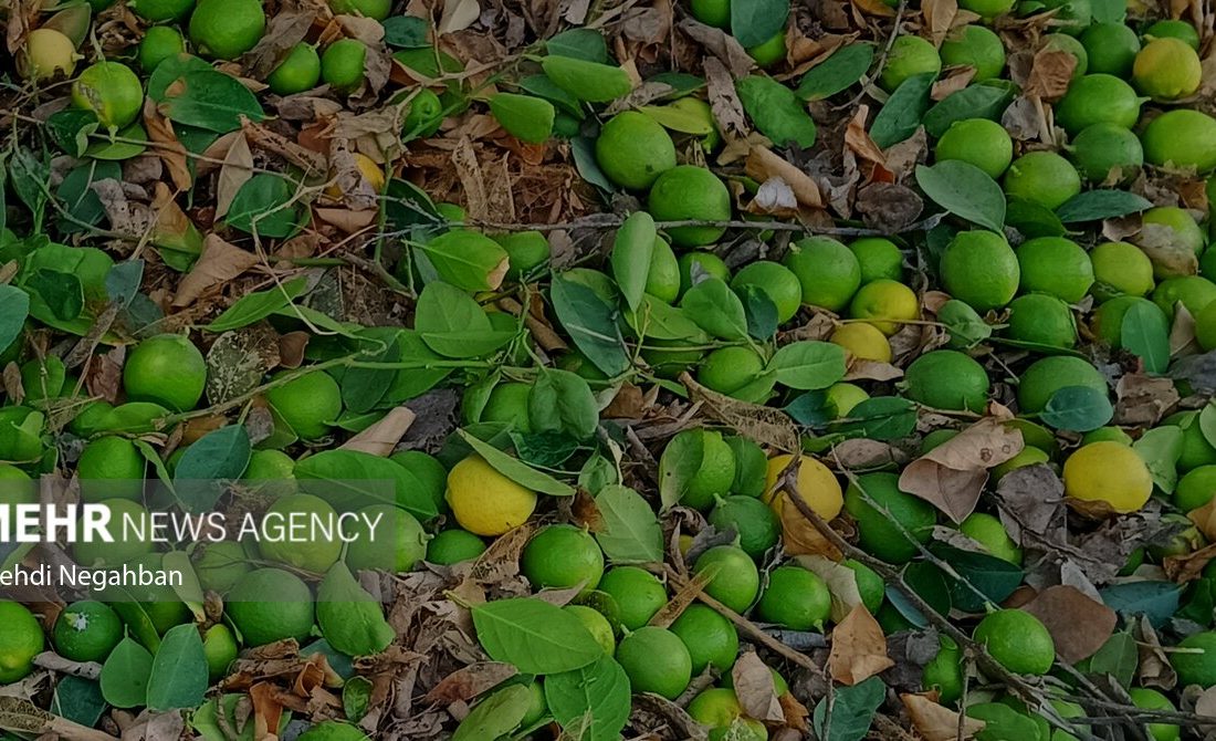گزارش مهر از برداشت لیمو ترش در رودان