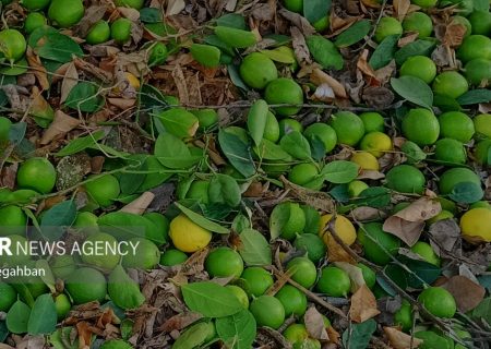 گزارش مهر از برداشت لیمو ترش در رودان