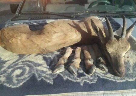 یک رأس بز وحشی در حاجیآباد کشف شد
