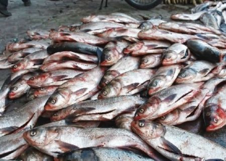 کشف ۲۰ هزار لیتر سوخت قاچاق و ۴ تن ماهی در سیریک