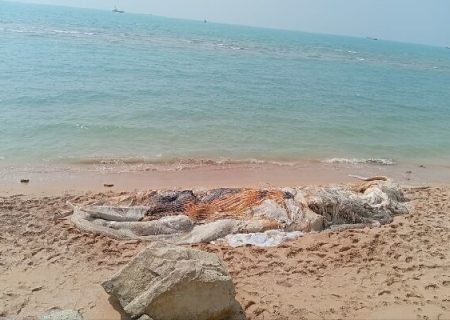 مسیحی: برخورد با شناور علت تلف شدن نهنگ ۱۰ تنی در ساحل چارک بود