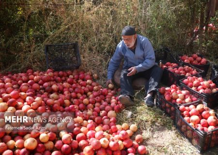 پیشبینی برداشت ۲۷۰۰ تن انار از باغ های شهرستان حاجیآباد