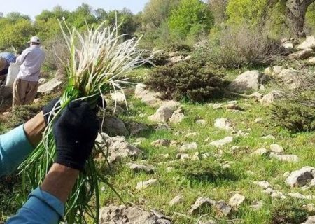 اجرای طرح احیاء، اصلاح و توسعه گیاهان دارویی در شهرستان میناب
