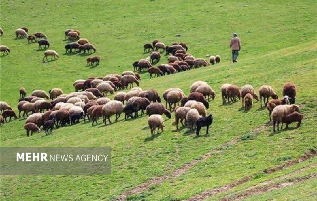 رشد ۱۸ برابری احاله مدیریت طرح‌های مرتعداری در هرمزگان