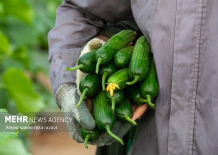 آغاز برداشت خیار گلخانه‌ای در منطقه توکهور وهشتبندی