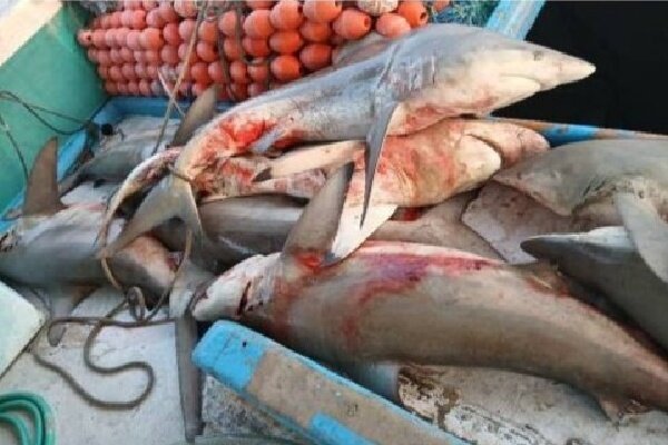 توقیف لنج صیادی متخلف با ۲۵ قطعه کوسهماهی در کیش