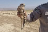 دستگیری یک متخلف زنده‌گیری پرندگان شکاری در هرمزگان