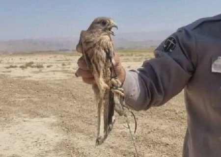 دستگیری یک متخلف زنده‌گیری پرندگان شکاری در هرمزگان