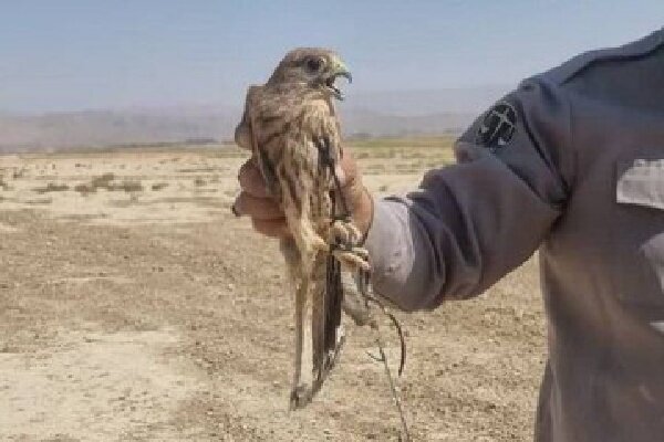 دستگیری یک متخلف زنده‌گیری پرندگان شکاری در هرمزگان